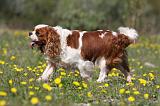 CAVALIER KING CHARLES 609